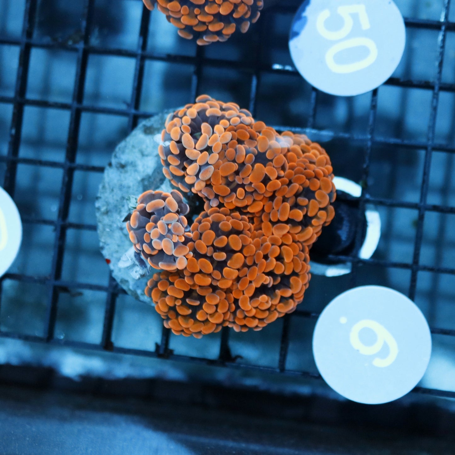HAMMER METALLIC ORANGE B9