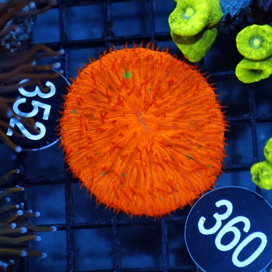 Plate Orange metallic BK360