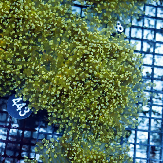 Frogspawn Branching metallic BK434