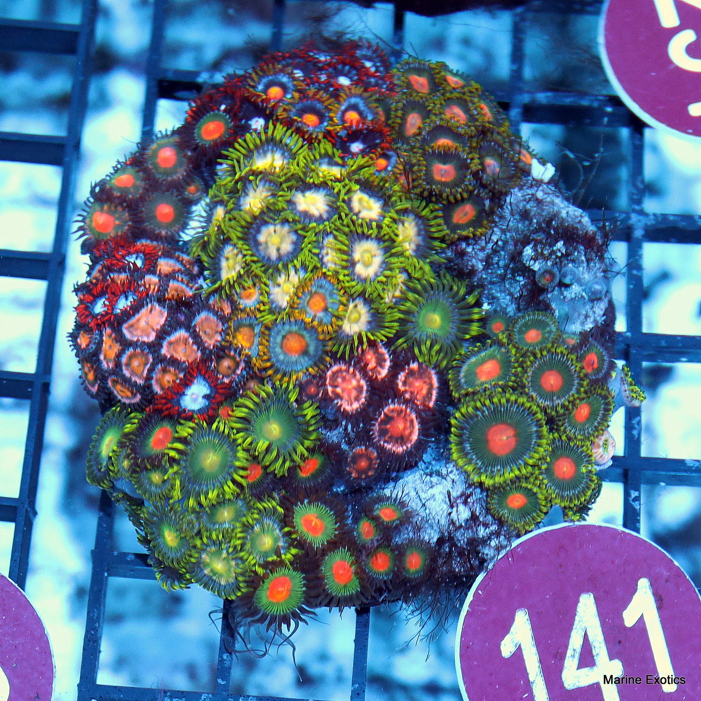 Zoanthid combo r141