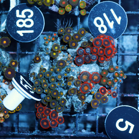 Zoanthid Combo Bk5