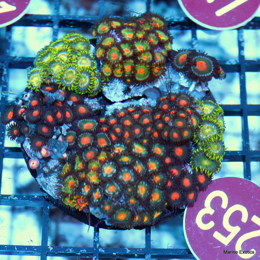 Zoanthid combo r253