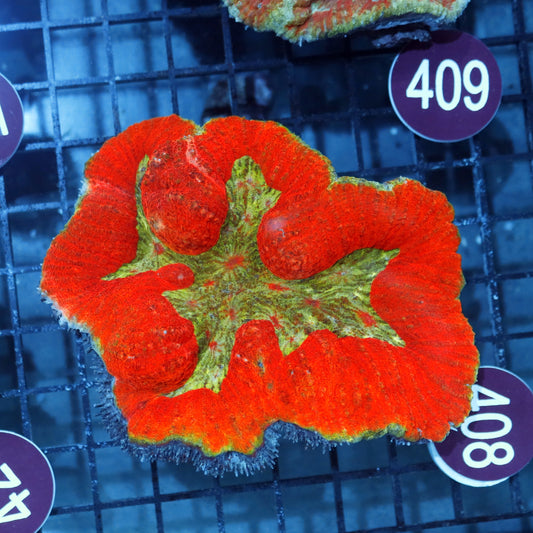 Lobo Metallic red green R408