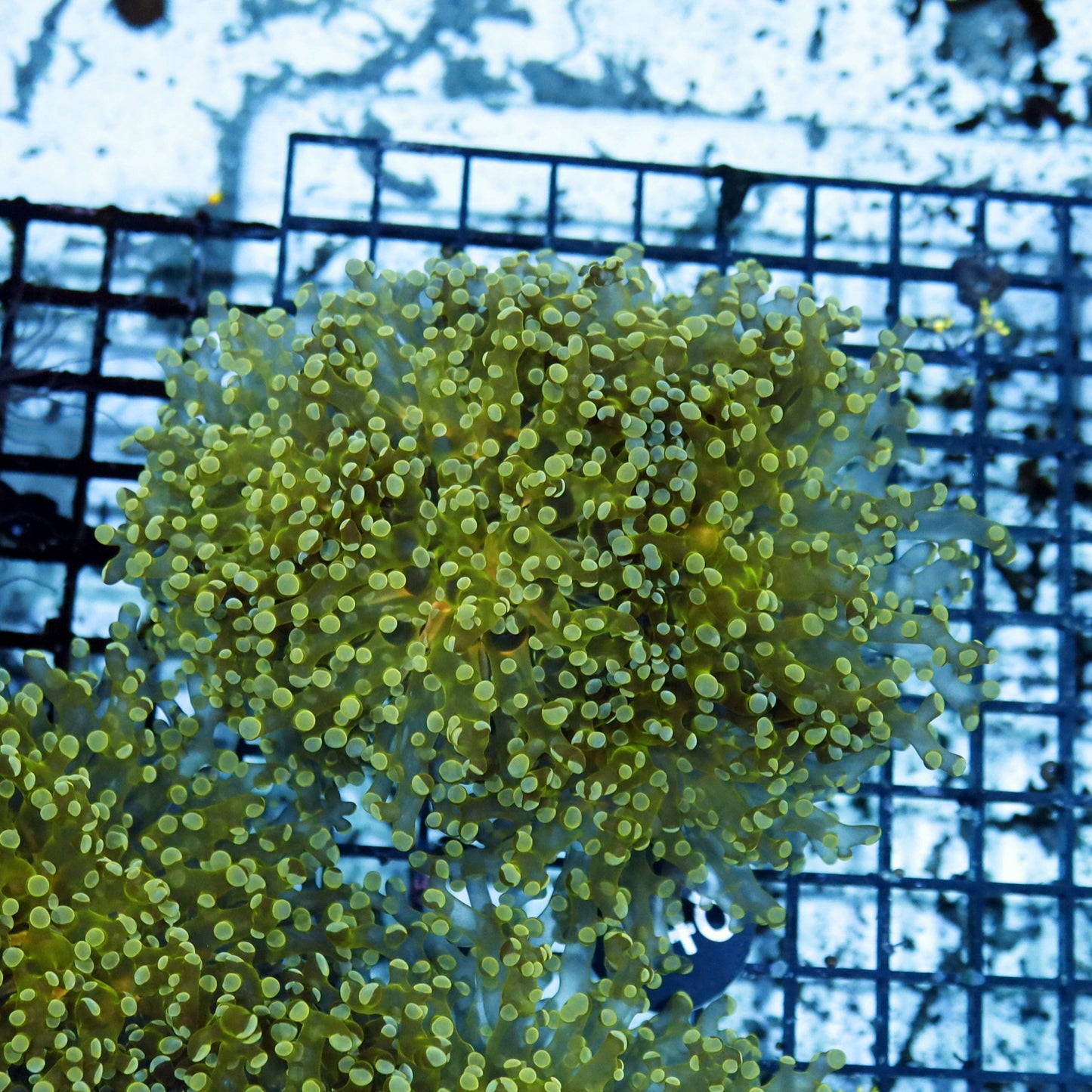 Frogspawn Branching metallic BK448