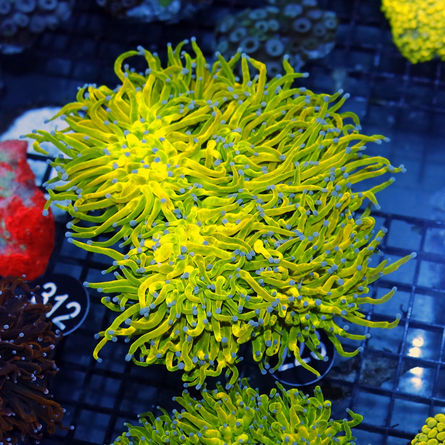 Torch Holy banana 6 heads BK223