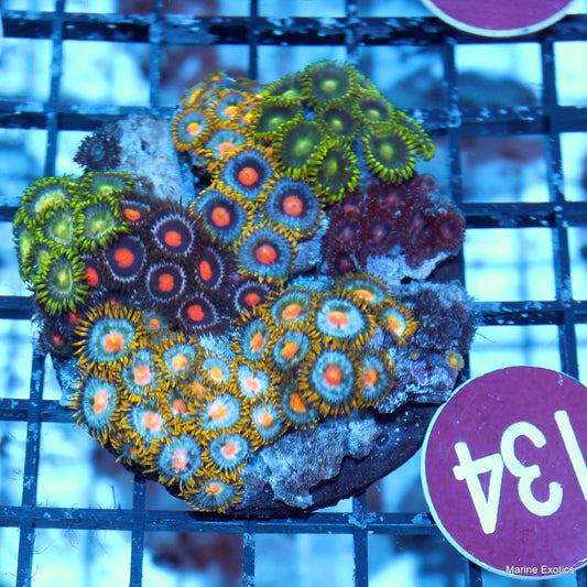 Zoanthid combo r134