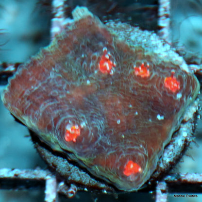 Frag Pack #1  (10 assorted frags)