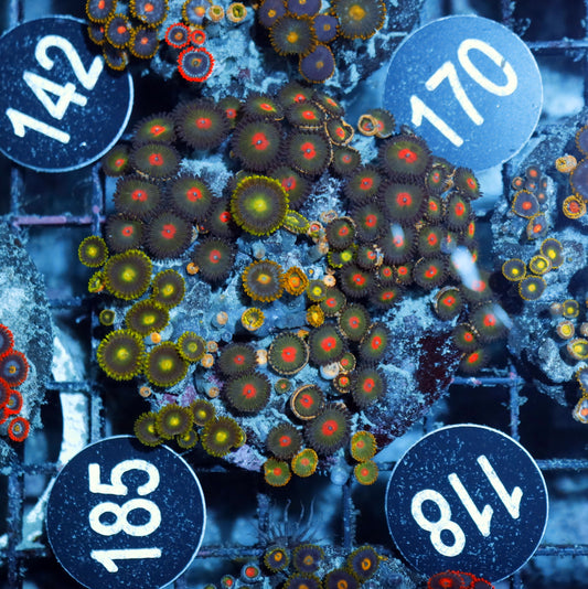 Zoanthid Combo Bk118