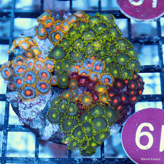 Zoanthid combo r19