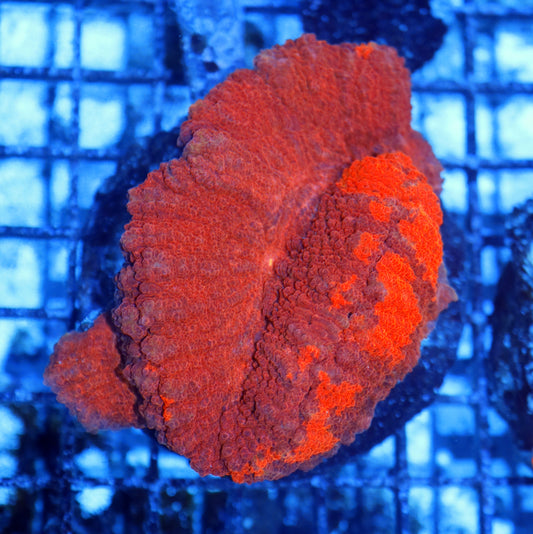 Lobophyllia red Metallic