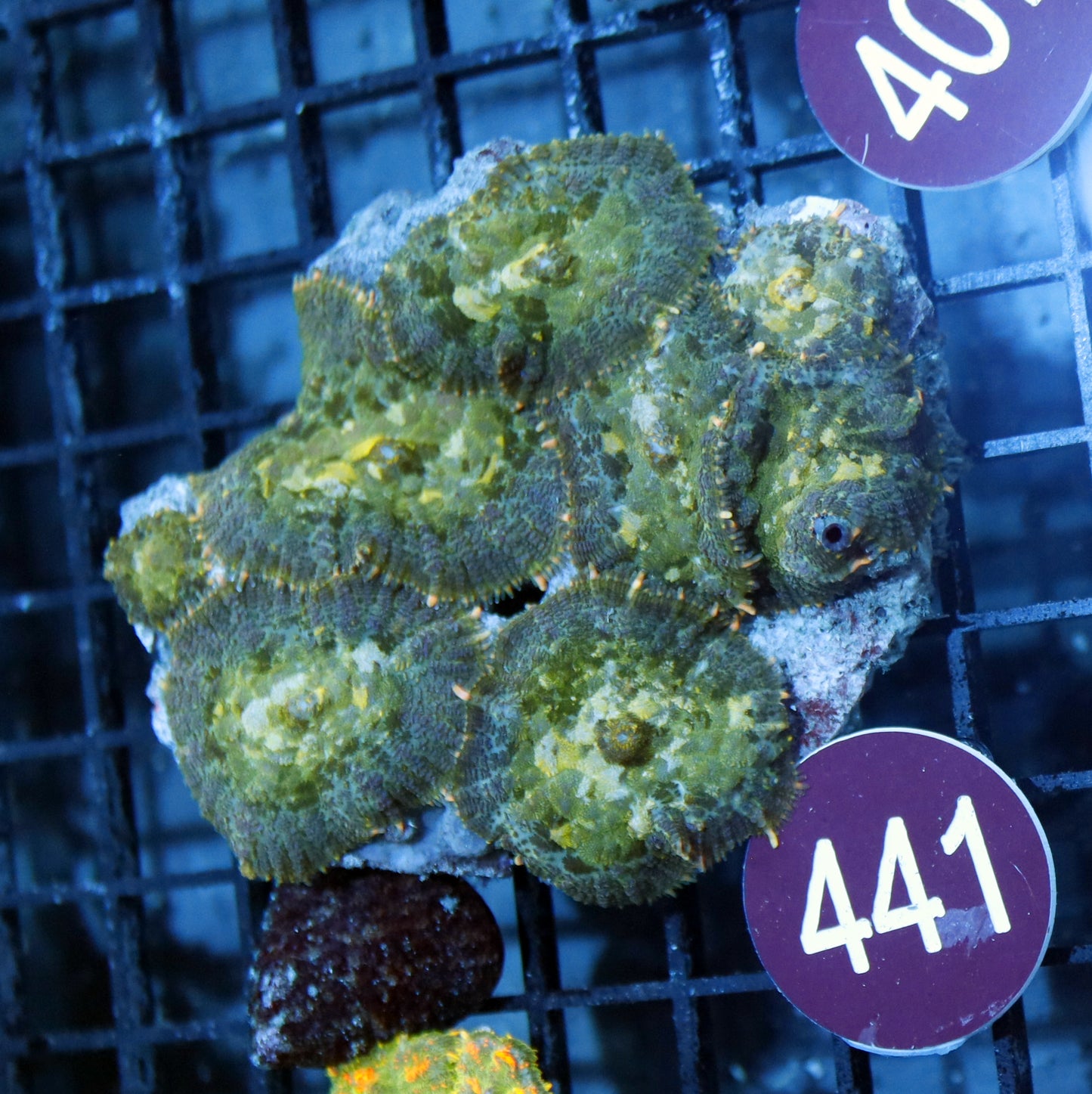 Mushroom Rhodactis Metallic green R441