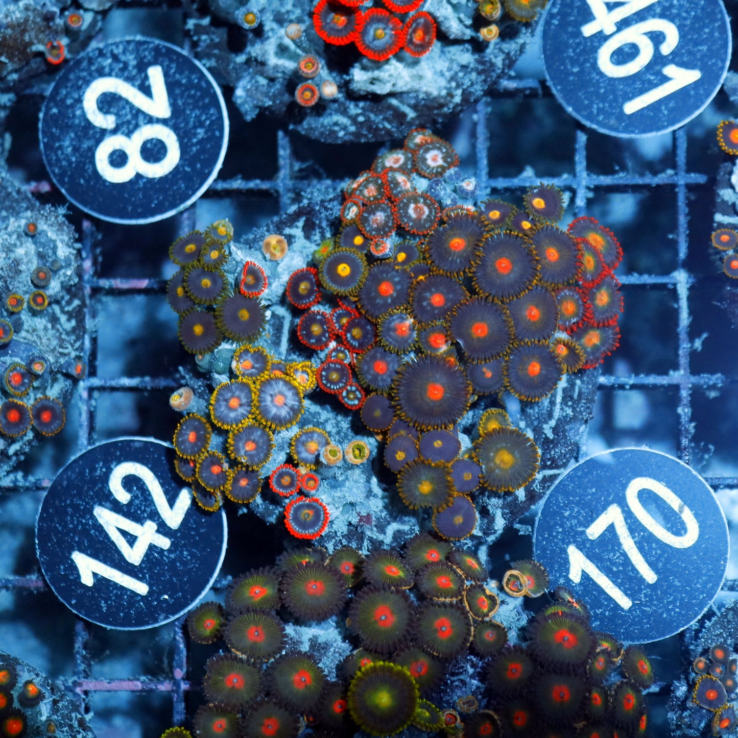 Zoanthid Combo Bk170