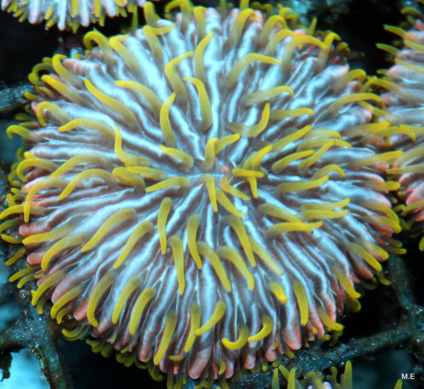 Fungia(s) plate coral asst.