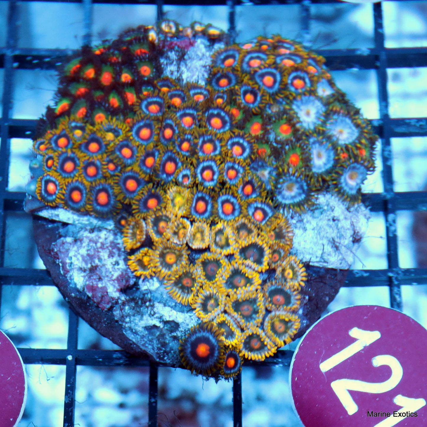 Zoanthid combo r121