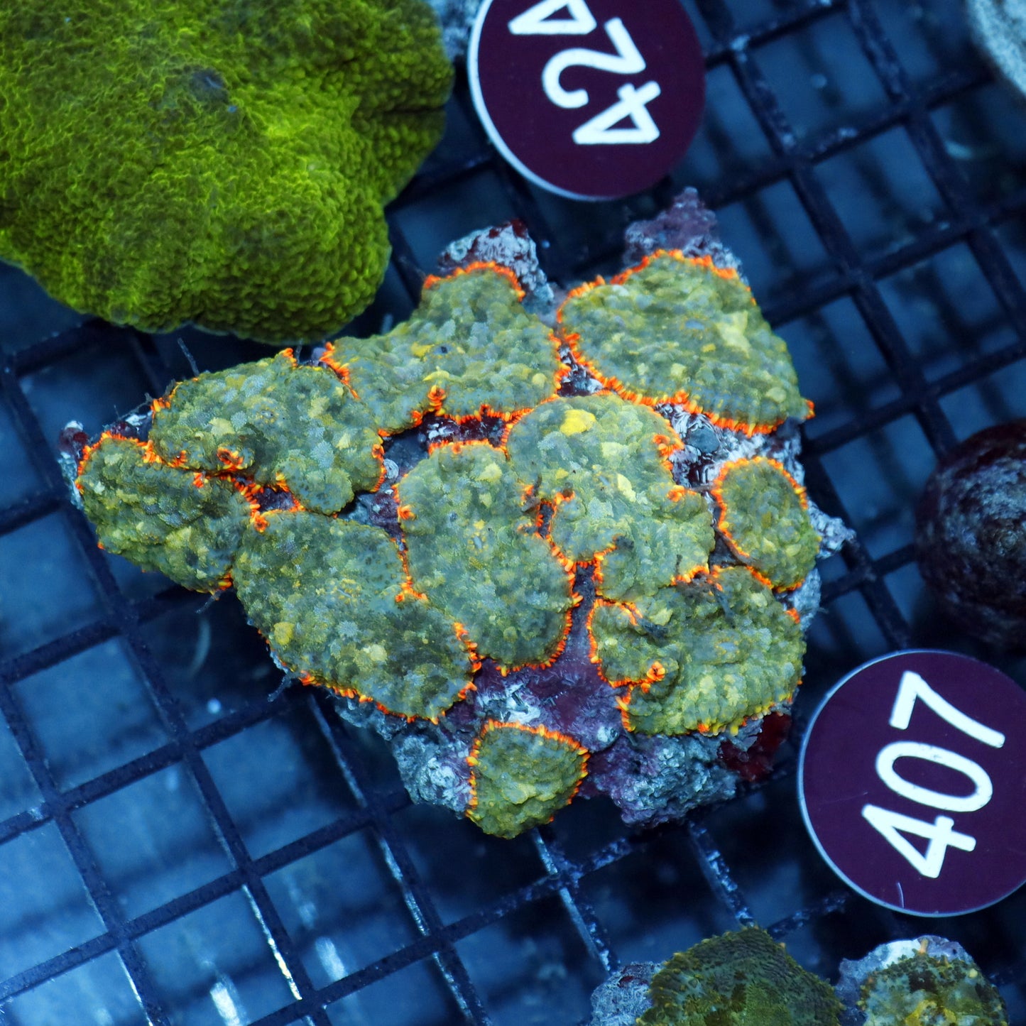 Mushroom Rhodactis Metallic green R407