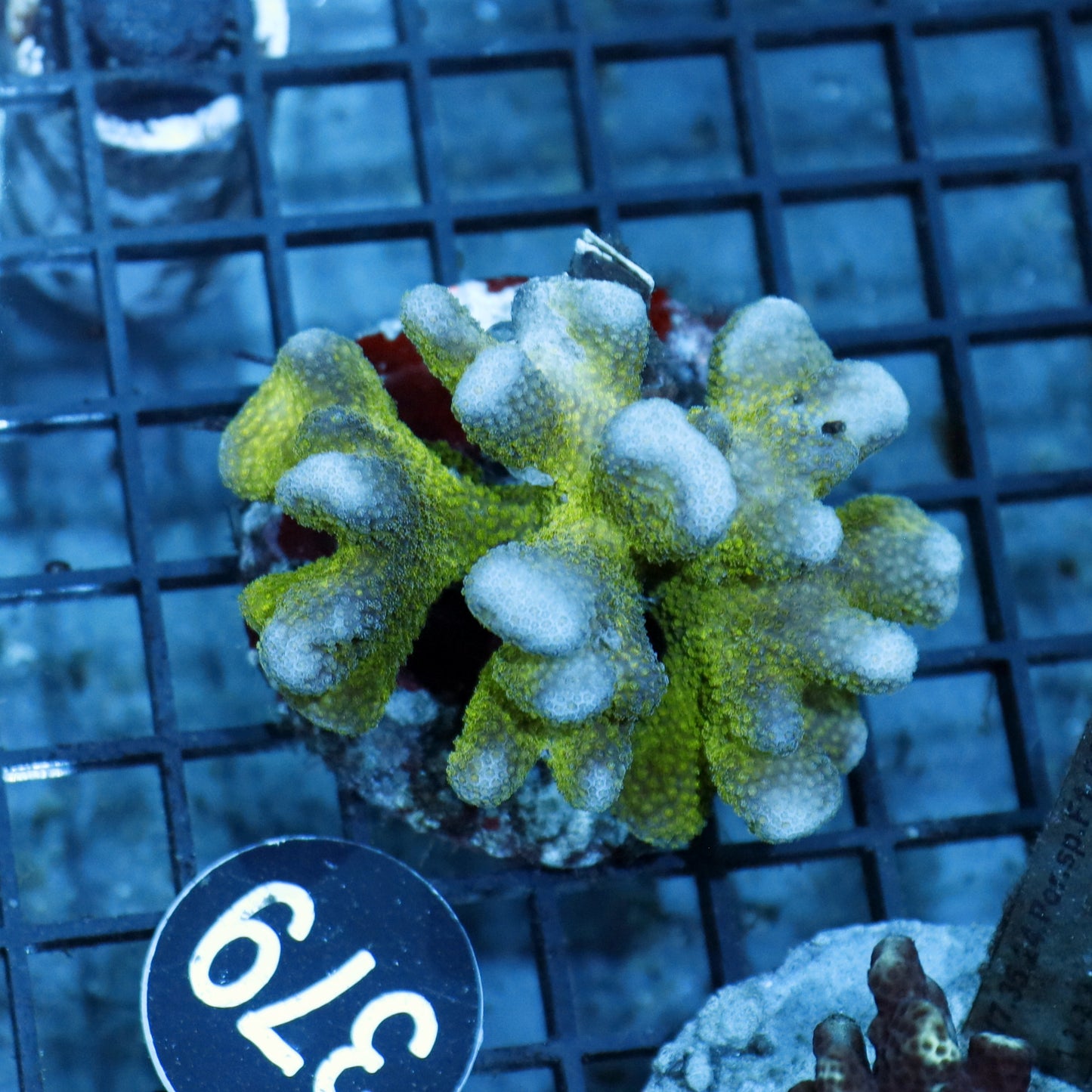POCILLOPORA  GREEN BK379