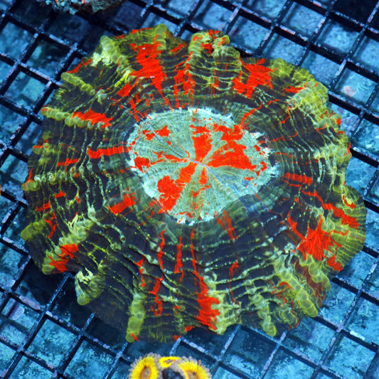 Acanthophyllia