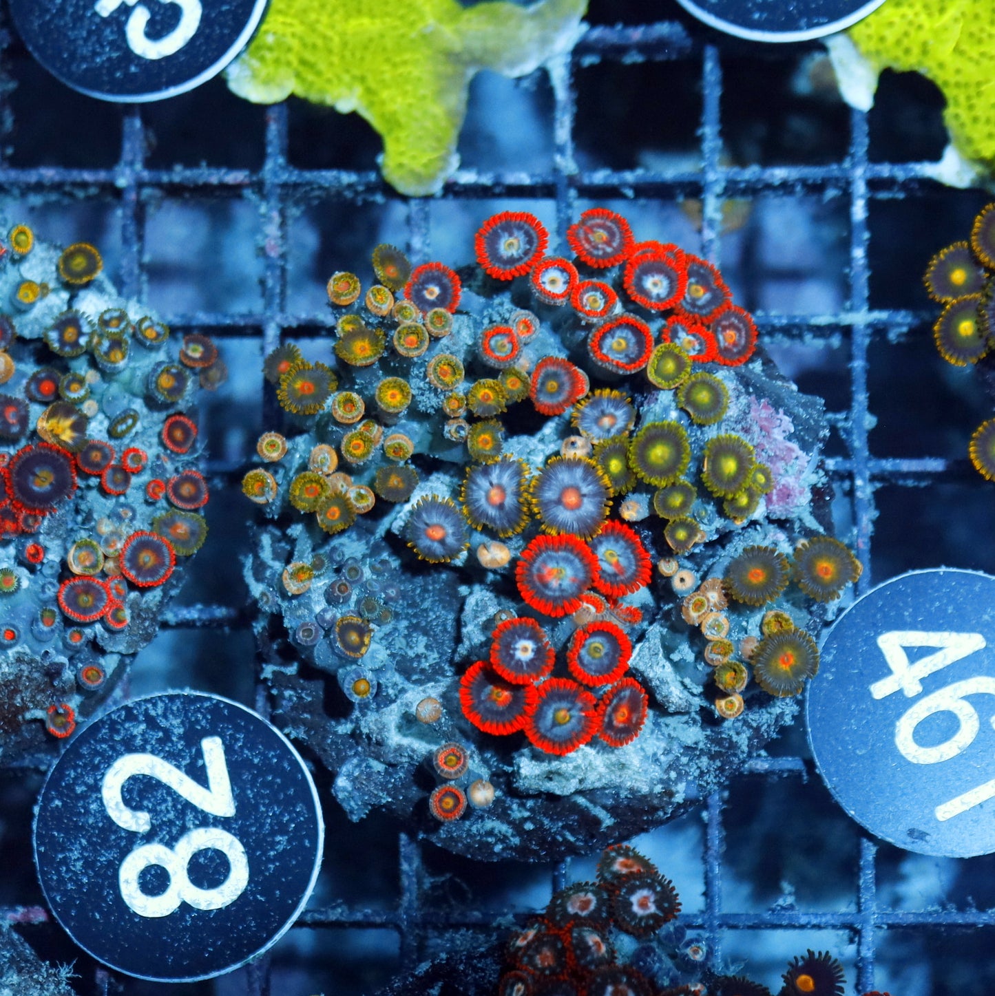 Zoanthid Combo Bk461