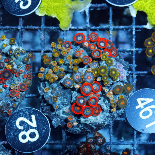 Zoanthid Combo Bk461