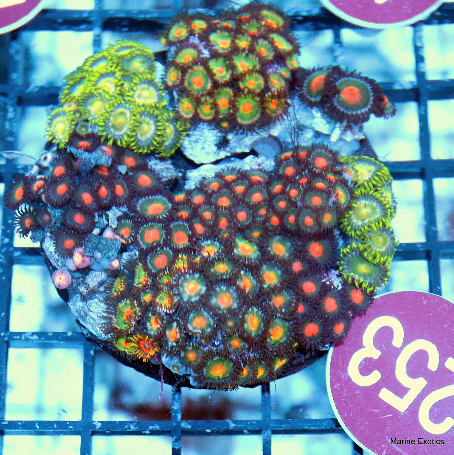 Zoanthid combo r253