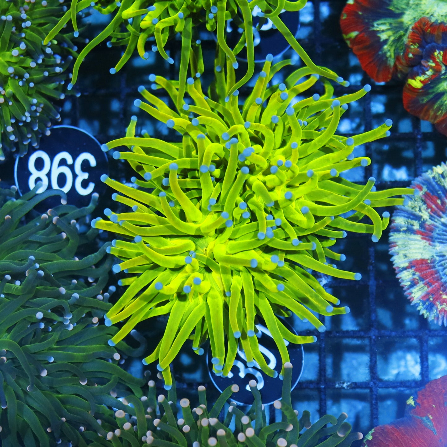 Torch Holy banana 2 heads BK301