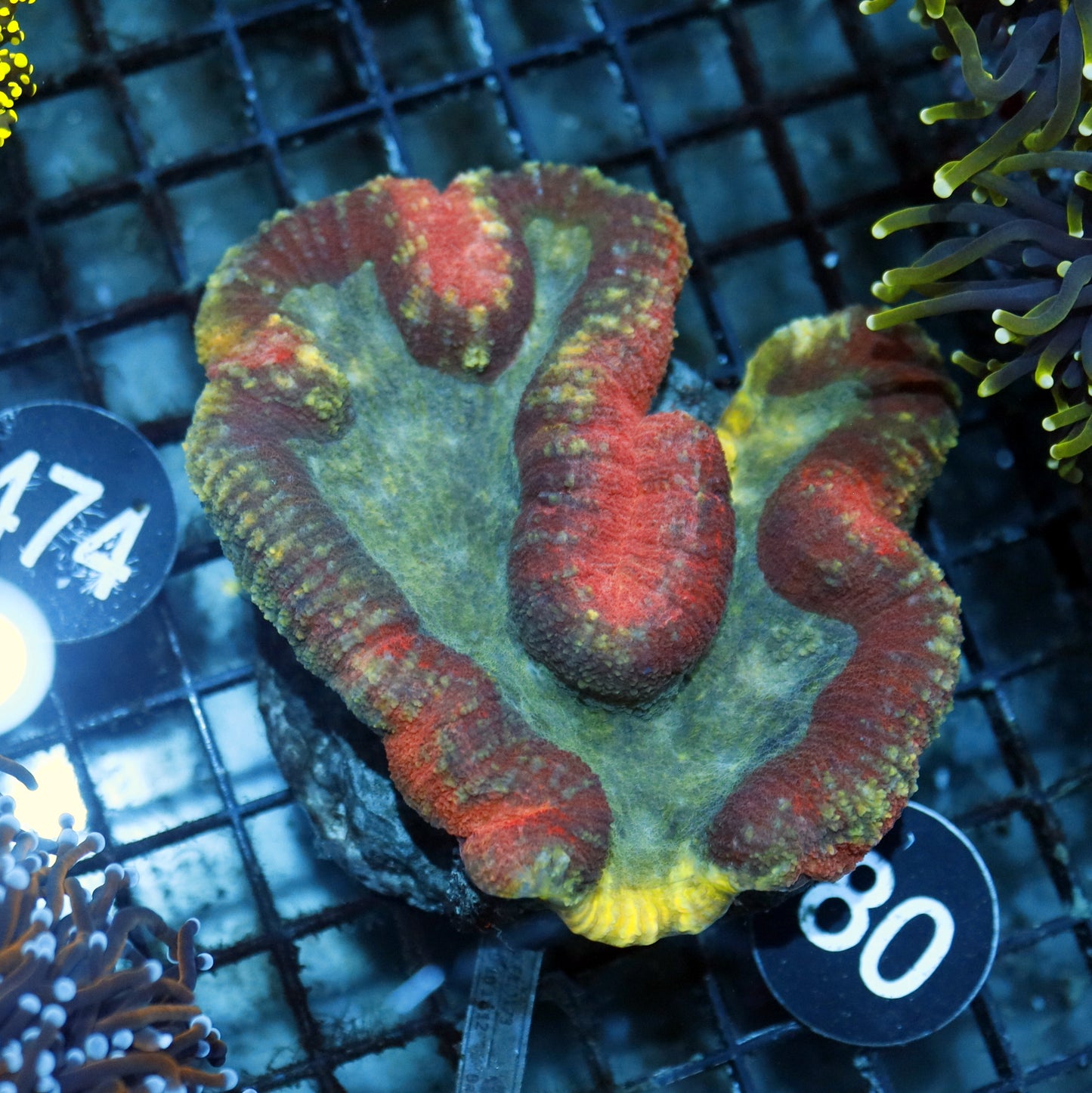 LOBOPHYLLIA RAINBOW BK80