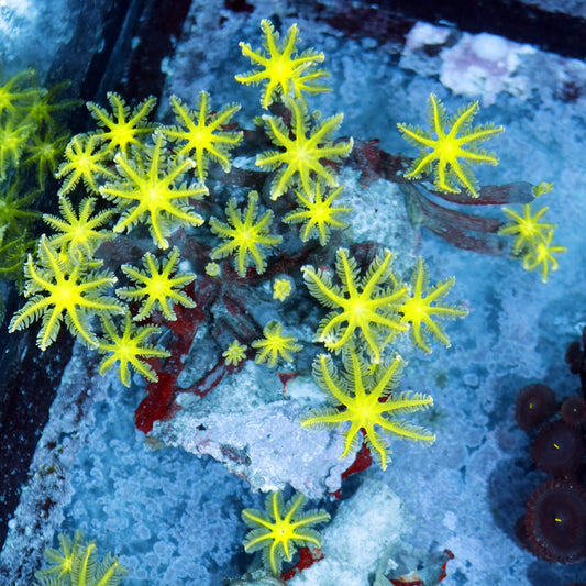 Clove polyps Metallic green