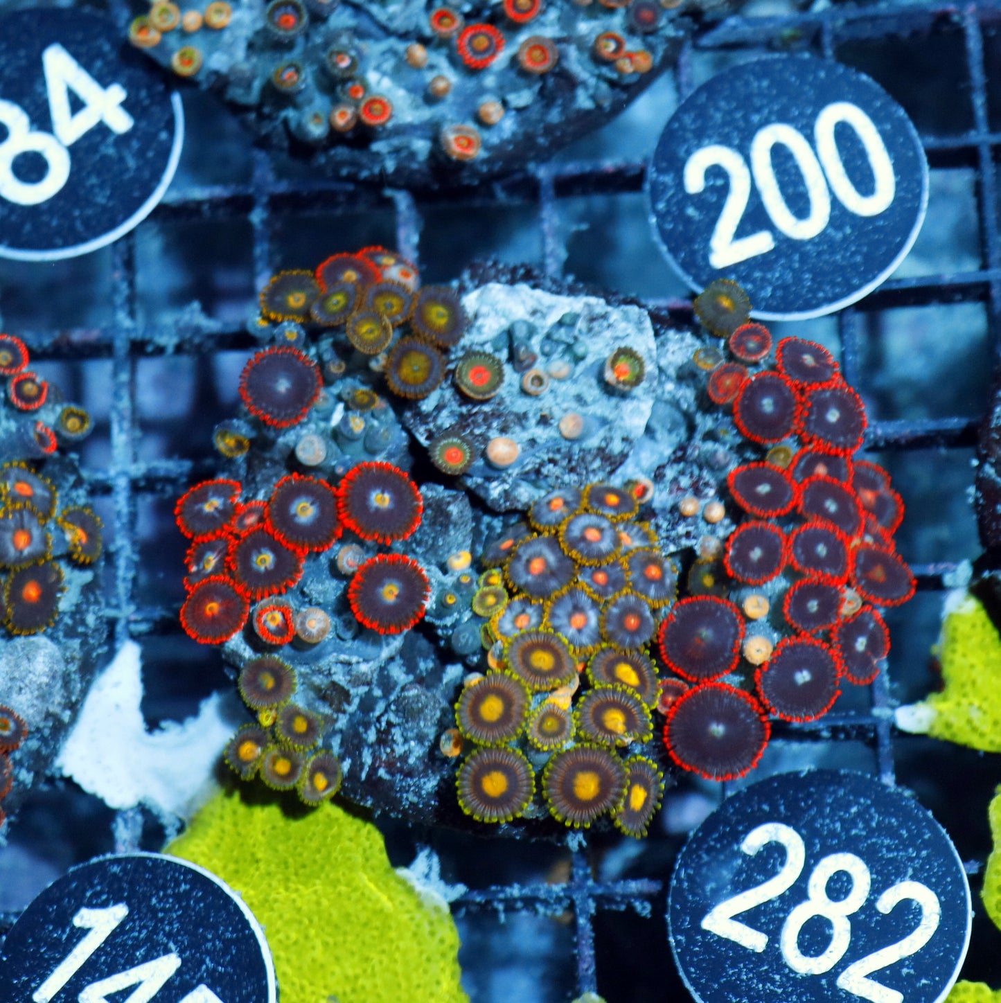 Zoanthid Combo Bk282