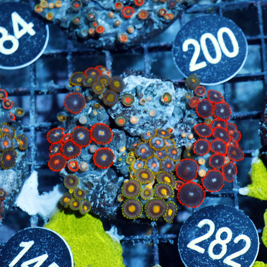 Zoanthid Combo Bk282