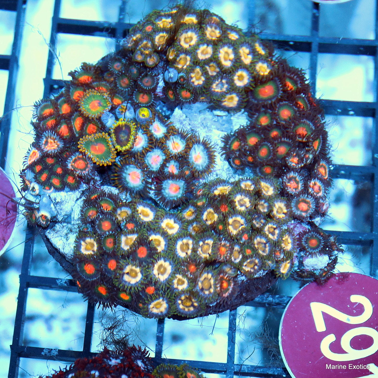 Zoanthid combo r291