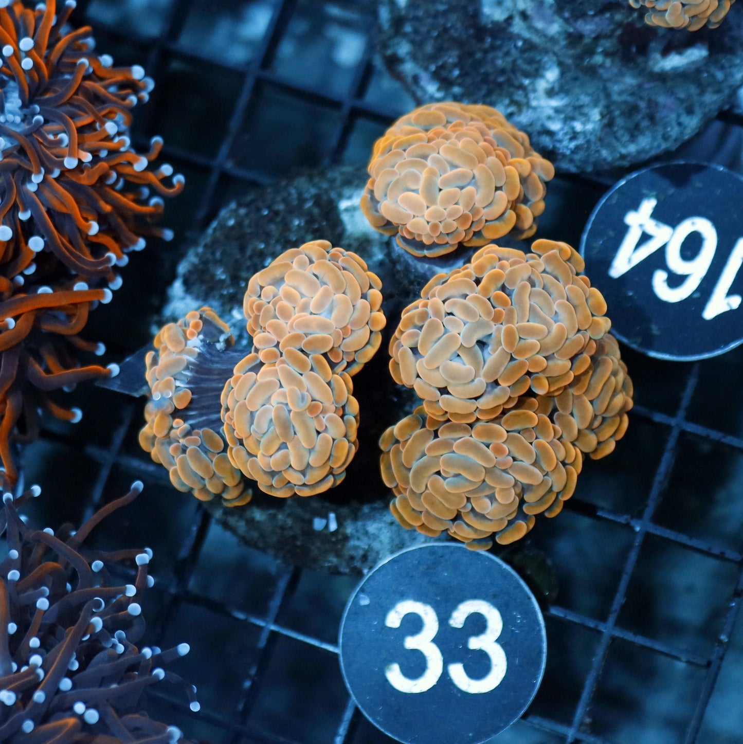 HAMMER BRANCHING ORANGE BK33
