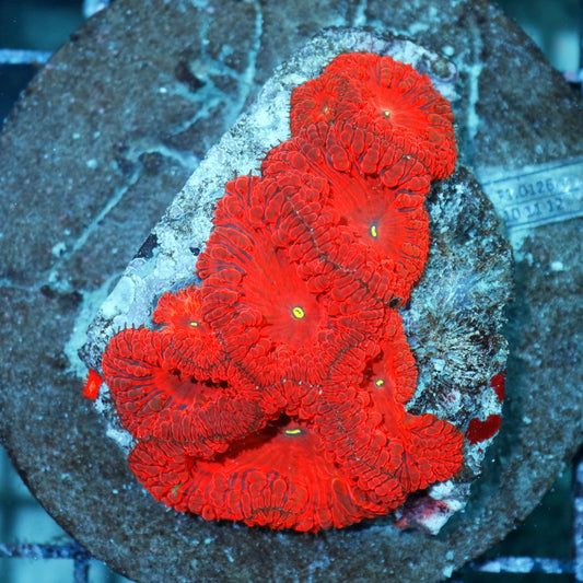 Blastomussa