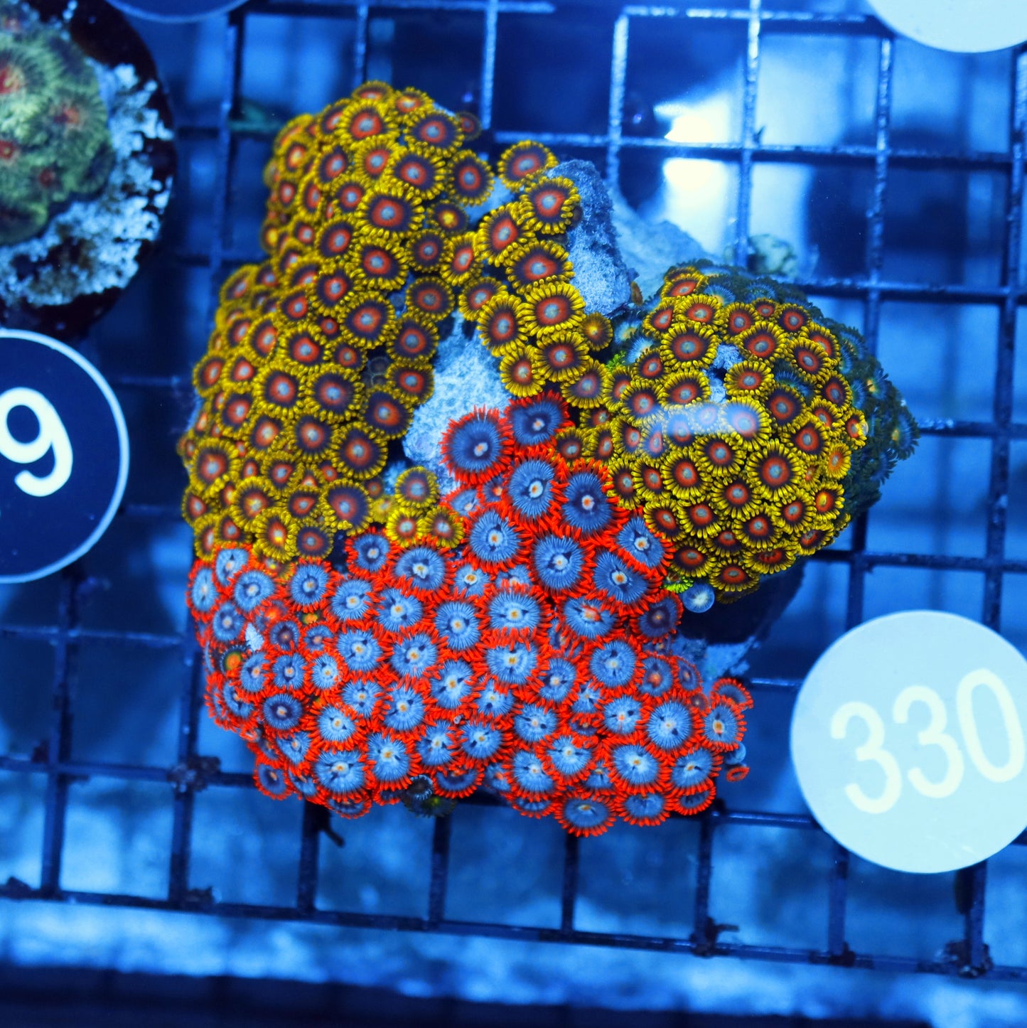 ZOANTHID COMBO B330