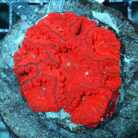 Blastomussa Wellsi