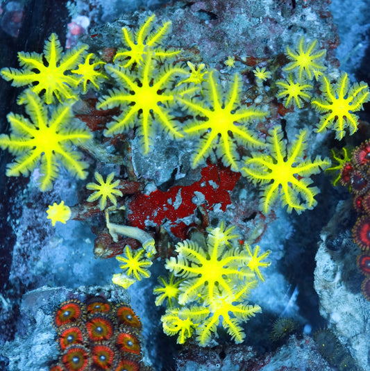 Clove polyps Metallic green