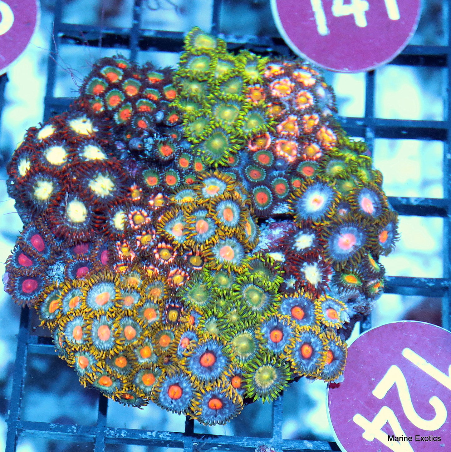 zoanthid combo  r124