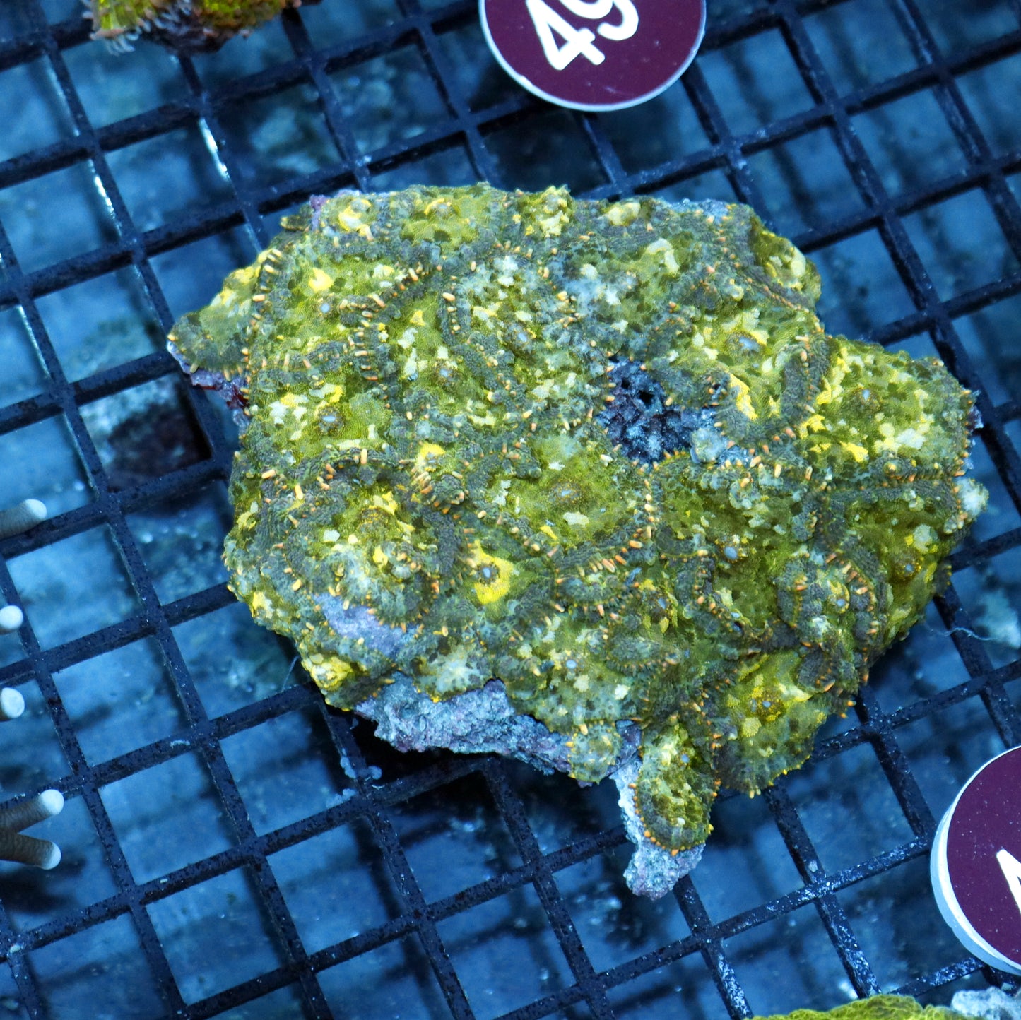 Mushroom Rhodactis Metallic green R487