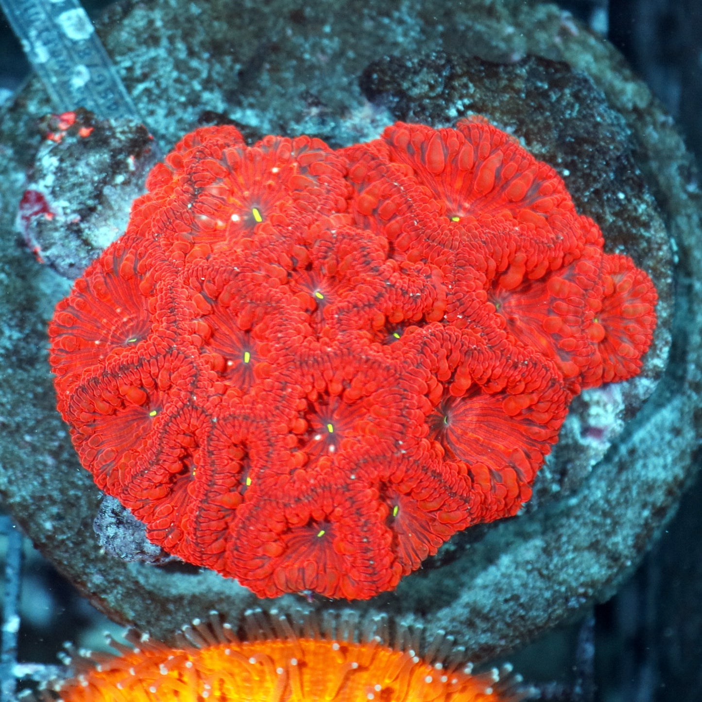 Blastomussa Wellsi