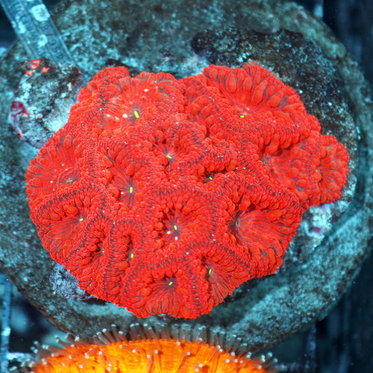 Blastomussa Wellsi
