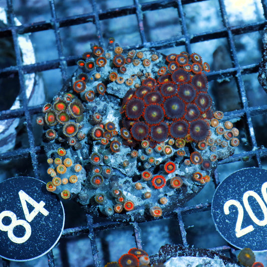 Zoanthid Combo Bk200