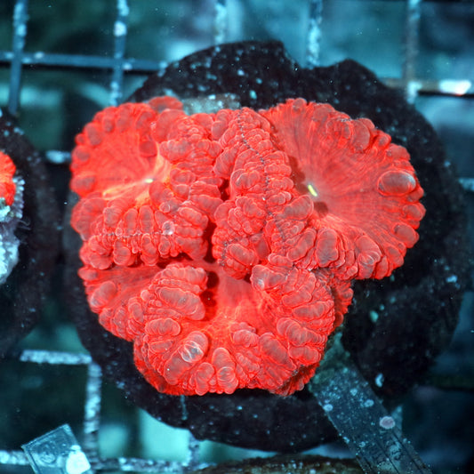 Blastomussa Wellsi