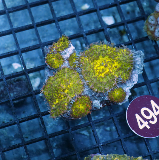 Mushroom Rhodactis Metallic green with some pink R494