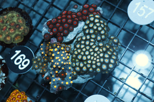 ZOANTHID COMBO