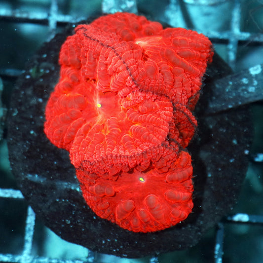 Blastomussa Wellsi