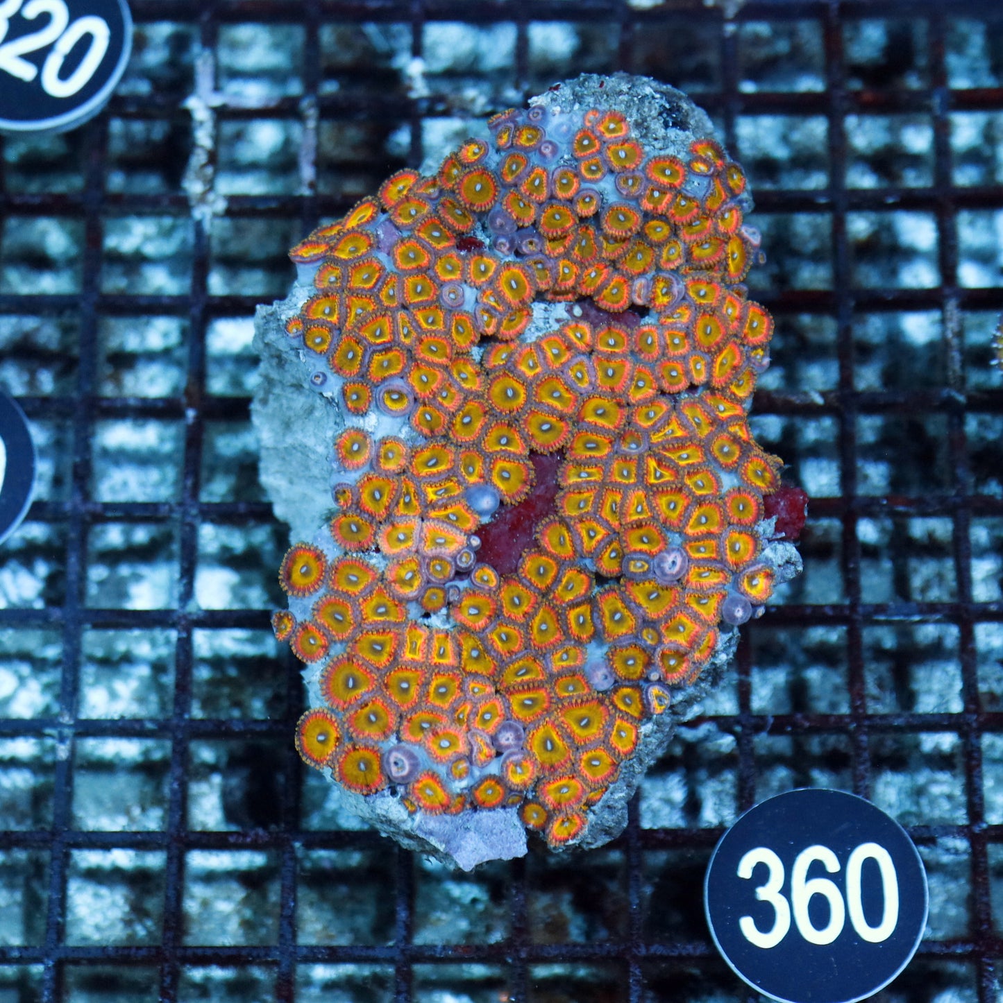 ZOANTHID COLONY CANDY APPLE BK360
