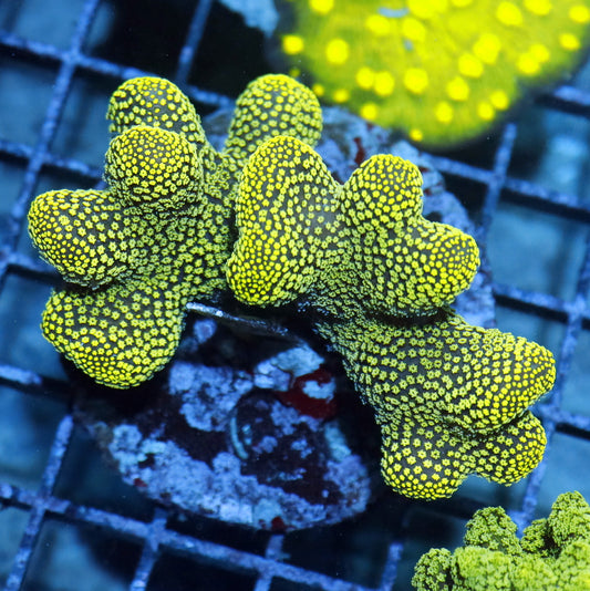 Stylophora pistillata