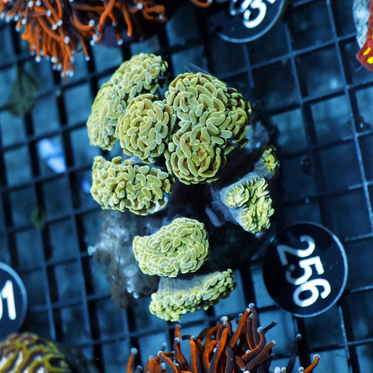 hAMMER BRANCHING ORANGE STEM GREEN TIPS BK256
