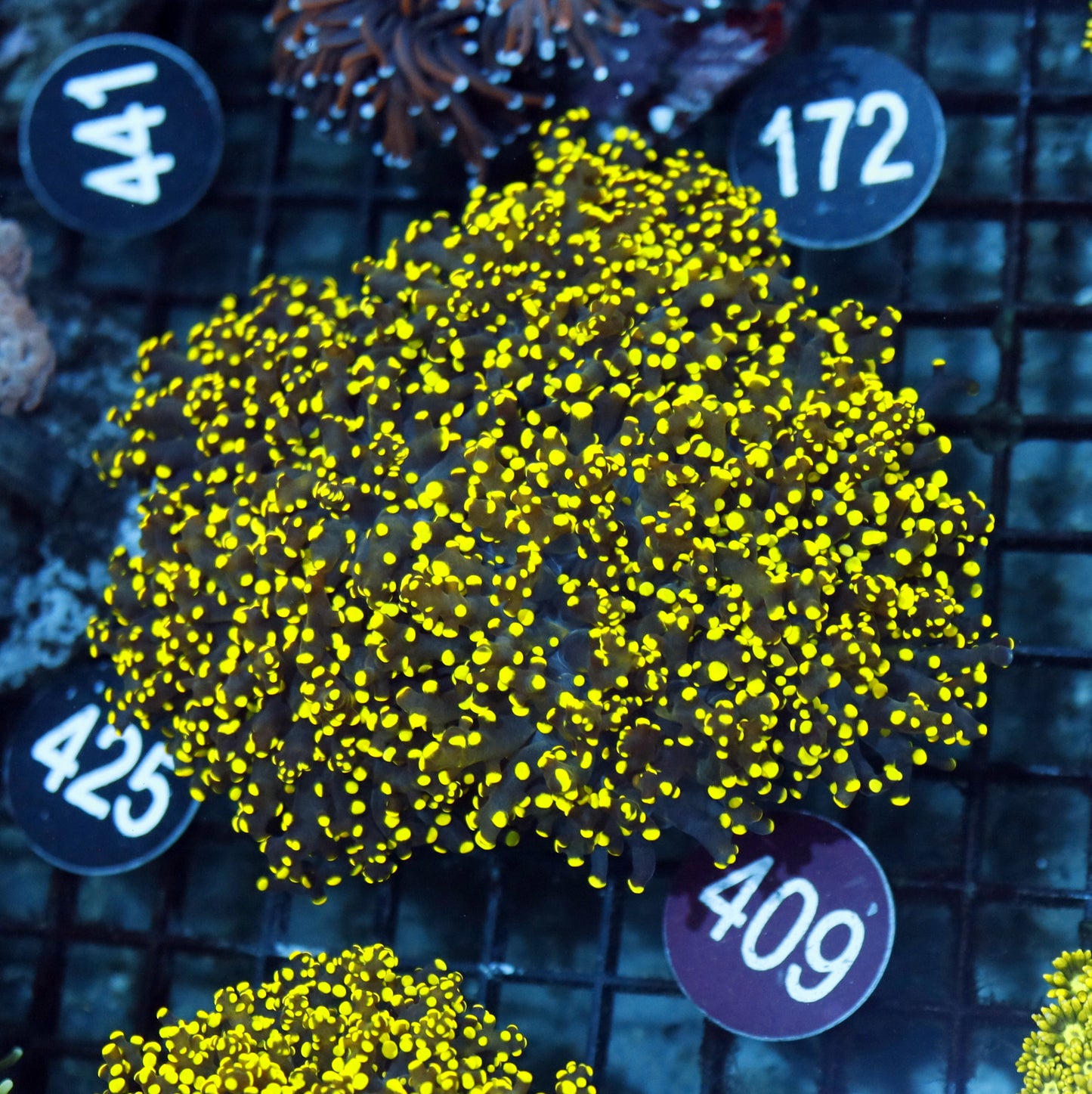 FROGSPAWN BANCHING GOLD R409
