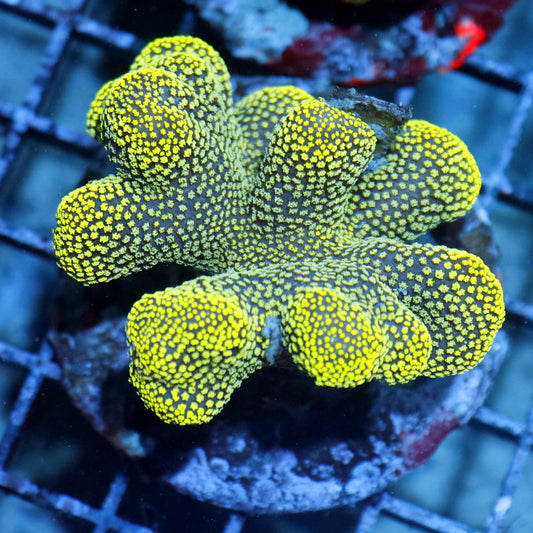 Stylophora pistillata