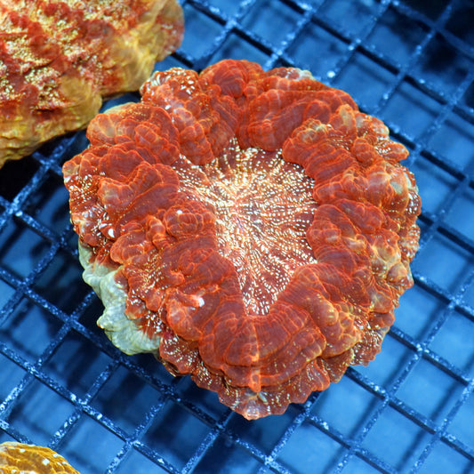 Acanthophyllia red speckled